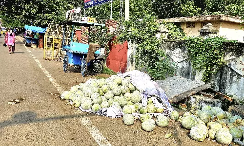 அழுகி கிடக்கும் பூசணிக்காய்கள்