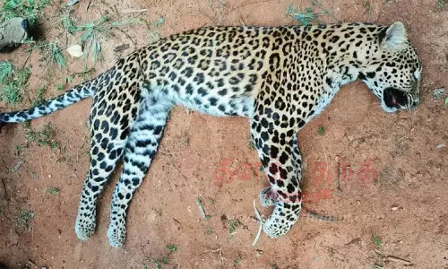 கூண்டில் சிக்கிய சிறுத்தை செத்தது