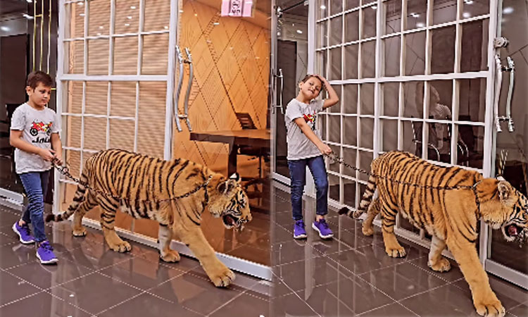 புலியுடன் வாக்கிங் செல்லும் சிறுவன்... வீடியோ வெளியிட்டு இணையத்தை அதிரவைத்த யூடியூபர்