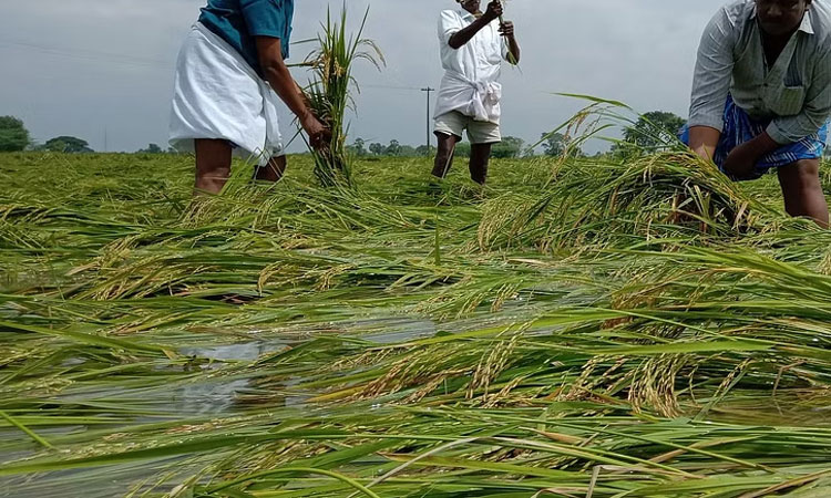 டெல்டா மாவட்டங்களில் பயிர் சேதம் - நாளை முதல்-அமைச்சரிடம் அறிக்கை சமர்ப்பிக்கிறது அமைச்சர்கள் குழு