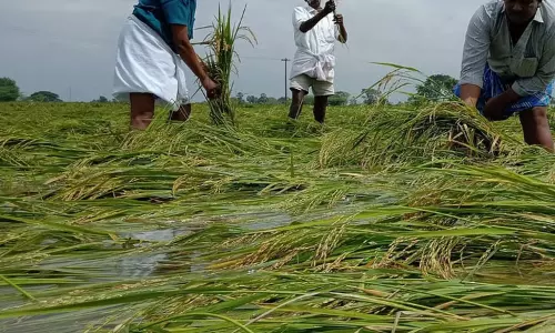 டெல்டா மாவட்டங்களில் பயிர் சேதம் - நாளை முதல்-அமைச்சரிடம் அறிக்கை சமர்ப்பிக்கிறது அமைச்சர்கள் குழு