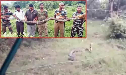 கடையம் அருகே 15 அடி நீள ராஜநாகம் பிடிபட்டது