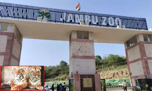 தமிழ்நாட்டில் இருந்து ஜம்பு உயிரியல் பூங்காவுக்கு ஒரு ஜோடி வங்கப் புலிகள் வருகை