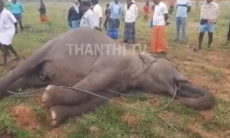ஓசூர் அருகே மின்சாரம் தாக்கி 10 வயது காட்டு யானை உயிரிழப்பு