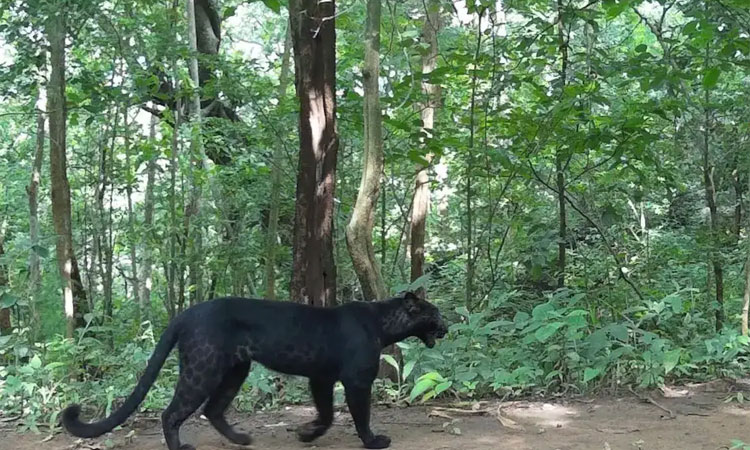 ஒடிசாவில் தென்பட்ட அரியவகை கருஞ்சிறுத்தை: வன ஆர்வலர்கள் மகிழ்ச்சி
