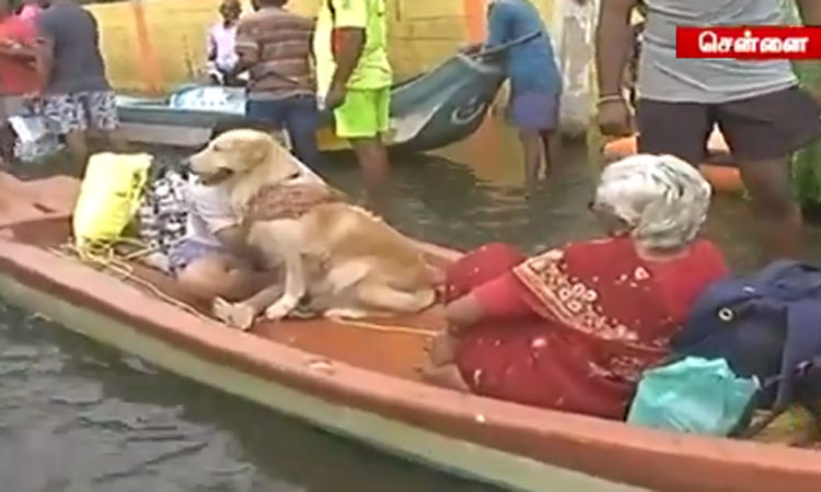 வெள்ளத்தால் பாதிக்கப்பட்ட மக்களுக்கு உதவ தமிழக அரசின் வாட்ஸ் ஆப் எண்கள் அறிவிப்பு