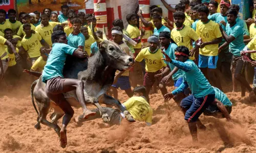 அலங்காநல்லூர் ஜல்லிக்கட்டு, அரங்கத்தில் நடைபெறாது- மாவட்ட ஆட்சியர் அறிவிப்பு