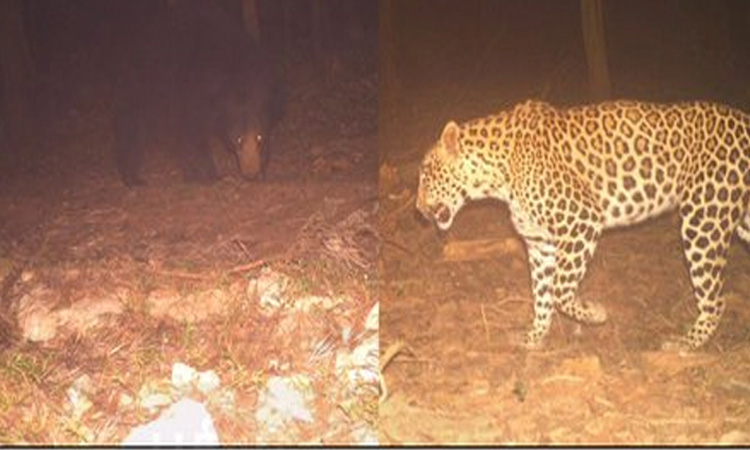 திருப்பதி மலைப்பாதையில் மீண்டும் சிறுத்தை, கரடி நடமாட்டம்