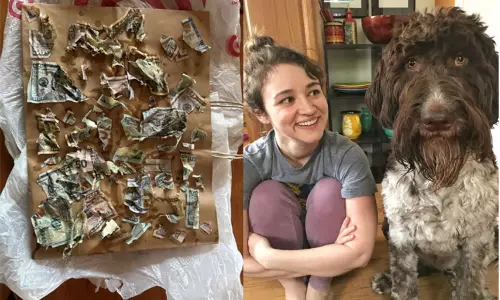 ரூ.3.32 லட்சத்தை கடித்து துப்பிய செல்லநாய்.. அதிர்ந்து போன உரிமையாளர்! ரூ.3.32 லட்சத்தை கடித்து துப்பிய செல்லநாய்.. அதிர்ந்து போன உரிமையாளர்!