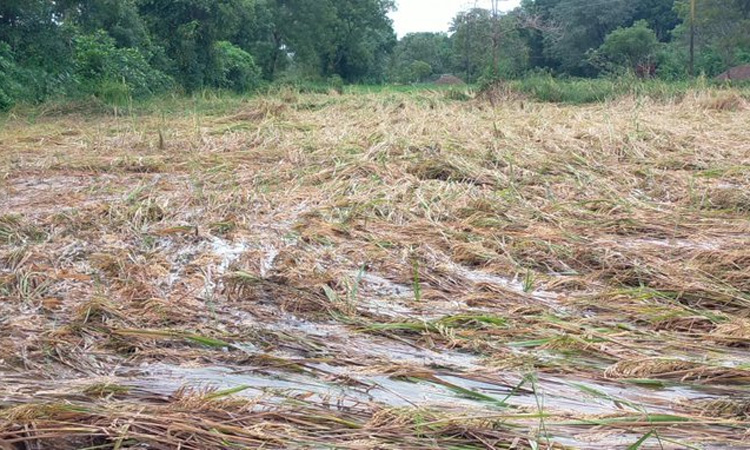 தொடர் மழை: மயிலாடுதுறையில் 25,000 ஏக்கர் சம்பா நெற்பயிர்கள் நீரில் மூழ்கி சேதம்
