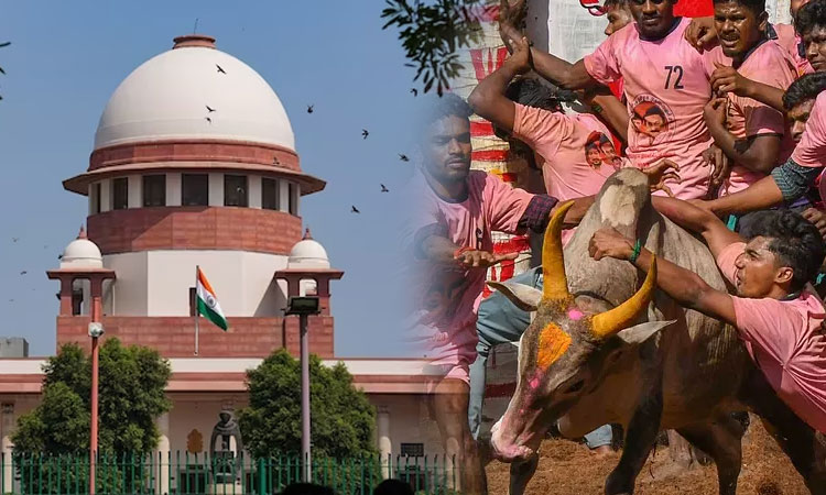 ஜல்லிக்கட்டுக்கு எதிரான சீராய்வு மனு - விசாரணைக்கு பட்டியலிட சுப்ரீம் கோர்ட்டு பரிசீலனை