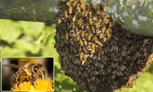 சாலையில் நடந்து சென்றவர்களுக்கு நேர்ந்த சோகம்: தேனீக்கள் கொட்டியதில் ஒருவர் உயிரிழப்பு