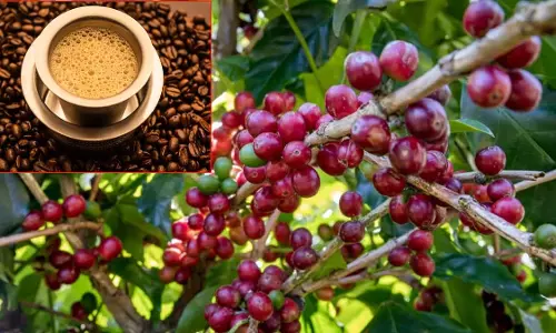 காபியின் வரலாற்றை அறிந்துகொள்வோம்..! காபியின் வரலாற்றை அறிந்துகொள்வோம்..!