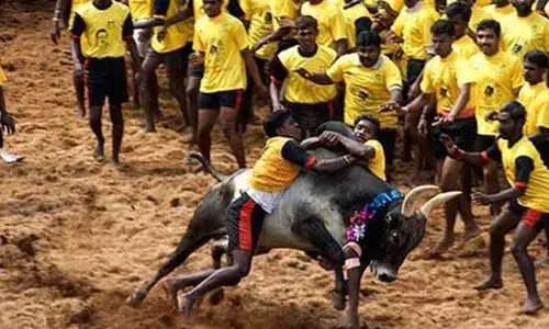 ஜல்லிக்கட்டு- ஆன்லைன் டோக்கன் பதிவிறக்கம் தொடங்கியது ஜல்லிக்கட்டு- ஆன்லைன் டோக்கன் பதிவிறக்கம் தொடங்கியது