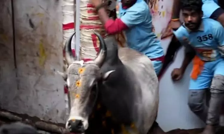 அவனியாபுரம் ஜல்லிக்கட்டில் 8-ம் சுற்று நிறைவடைந்து... ... மதுரை அவனியாபுரம் ஜல்லிக்கட்டு போட்டி நிறைவு