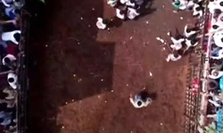 அவனியாபுரம் ஜல்லிக்கட்டு -8 வது சுற்று விறுவிறு