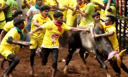 ஜல்லிக்கட்டு இறுதிச்சுற்று - 31 வீரர்கள் அனுப்பி வைப்பு