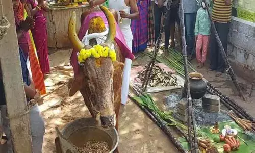 தமிழகம் முழுவதும் மாட்டுப்பொங்கல் கொண்டாட்டம்.. கால்நடைகளுக்கு நன்றி செலுத்திய விவசாயிகள் தமிழகம் முழுவதும் மாட்டுப்பொங்கல் கொண்டாட்டம்.. கால்நடைகளுக்கு நன்றி செலுத்திய விவசாயிகள்
