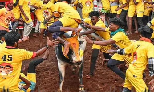 பாலமேடு ஜல்லிக்கட்டு - 35 பேர் காயம் பாலமேடு ஜல்லிக்கட்டு - 35 பேர் காயம்