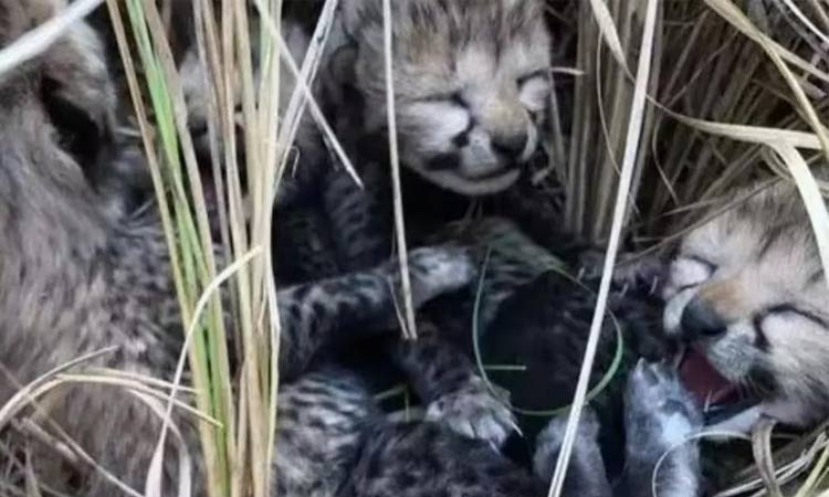 நமீபியாவில் இருந்து இந்தியா கொண்டுவரப்பட்ட சிறுத்தை 3 குட்டிகளை ஈன்றது