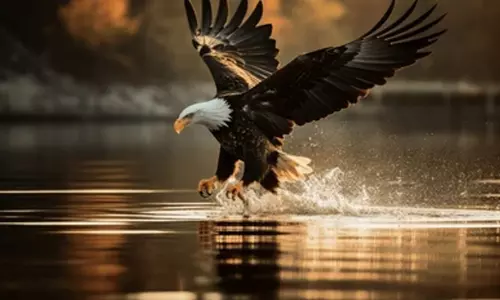 தமிழகத்தில் கழுகுகளின் எண்ணிக்கை அதிகரிப்பு -வனத்துறை தகவல் தமிழகத்தில் கழுகுகளின் எண்ணிக்கை அதிகரிப்பு -வனத்துறை தகவல்