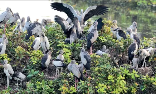 வேடந்தாங்கல் சரணாலயத்தில் 35 ஆயிரம் வெளிநாட்டு பறவைகள்