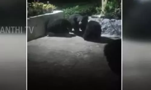 நள்ளிரவில் கும்பலாக வீட்டிற்குள் நுழைய முயன்ற கரடிகளால் பரபரப்பு நள்ளிரவில் கும்பலாக வீட்டிற்குள் நுழைய முயன்ற கரடிகளால் பரபரப்பு