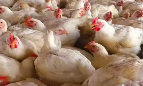 கறிக்கோழி விலை 5 நாட்களில் 19 ரூபாய் உயர்வு