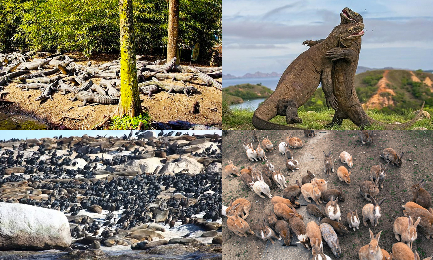 திடுக்கிட வைக்கும் திகில் தீவுகள்...!