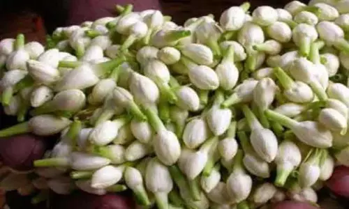 தொடர் பனிப்பொழிவால் மதுரை மல்லிகைப்பூ வரத்து குறைவு; கிலோ ரூ.2,000-க்கு விற்பனை