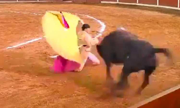 மெக்சிகோ காளை சண்டையில் விபரீதம்; தூக்கி வீசப்பட்ட வீரர் உயிருக்கு போராட்டம்