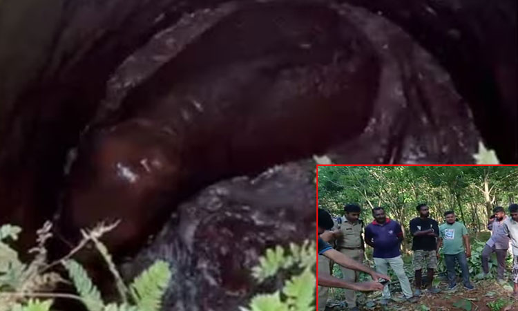 20 அடி ஆழ கிணற்றில் தவறி விழுந்த குட்டி யானை: மீட்புப் பணிகள் தீவிரம்