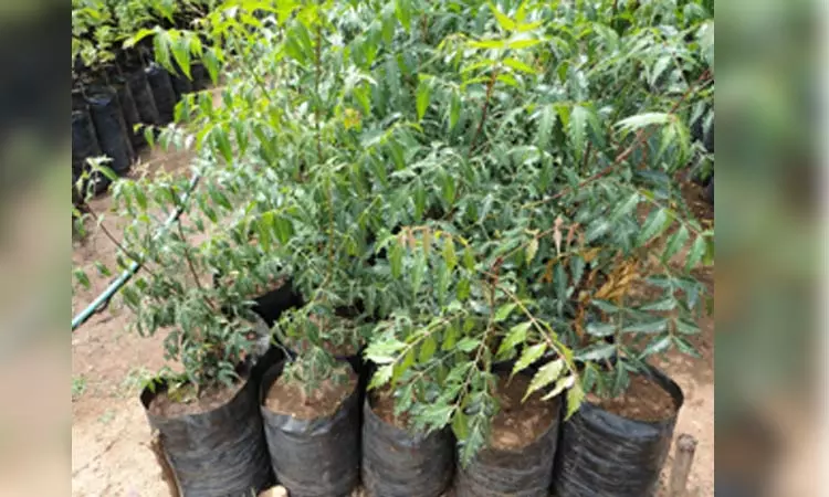 வேப்ப மரக்கன்றுகள் இலவசமாக வழங்கிட ரூ.2 கோடி நிதி... ... வேளாண் பட்ஜெட்; முக்கனி சிறப்புத்திட்டத்திற்கு ரூ. 41.35 கோடி ஒதுக்கீடு வேப்ப மரக்கன்றுகள் இலவசமாக வழங்கிட ரூ.2 கோடி நிதி... ... வேளாண் பட்ஜெட்; முக்கனி சிறப்புத்திட்டத்திற்கு ரூ. 41.35 கோடி ஒதுக்கீடு