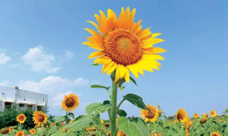 12,500 ஏக்கர் பரப்பளவில் சூரியகாந்தி சாகுபடி... ... வேளாண் பட்ஜெட்; முக்கனி சிறப்புத்திட்டத்திற்கு ரூ. 41.35 கோடி ஒதுக்கீடு