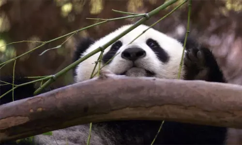 அமெரிக்காவுக்கு ஒரு ஜோடி பாண்டா கரடிகளை அனுப்பும் சீனா