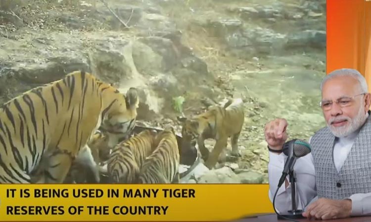 நாட்டில் புலிகளின் எண்ணிக்கை அதிகரிப்பு - மன் கி பாத் நிகழ்ச்சியில் பிரதமர் மோடி பேச்சு