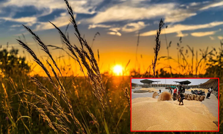 2024-25 ஆண்டுக்கான ரபி பருவ கோதுமை கொள்முதலுக்கான இலக்கு 32 மில்லியன் டன்களாக நிர்ணயம்