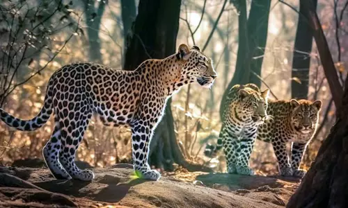 தமிழ்நாட்டில் 1,070 சிறுத்தைகள் - கணக்கெடுப்பில் தகவல்