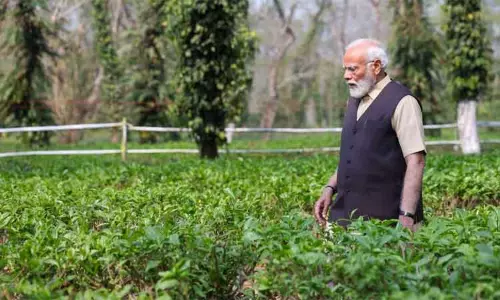 அசாம் தேநீர் உலகம் முழுவதும் சென்றடைந்துள்ளது - தேயிலை தோட்டத்தை பார்வையிட்டு பிரதமர் மோடி நெகிழ்ச்சி