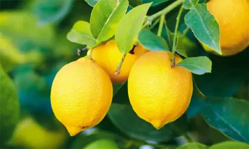 ஈரோட்டில் ரூ.35,000-க்கு ஏலம் விடப்பட்ட எலுமிச்சை பழம்