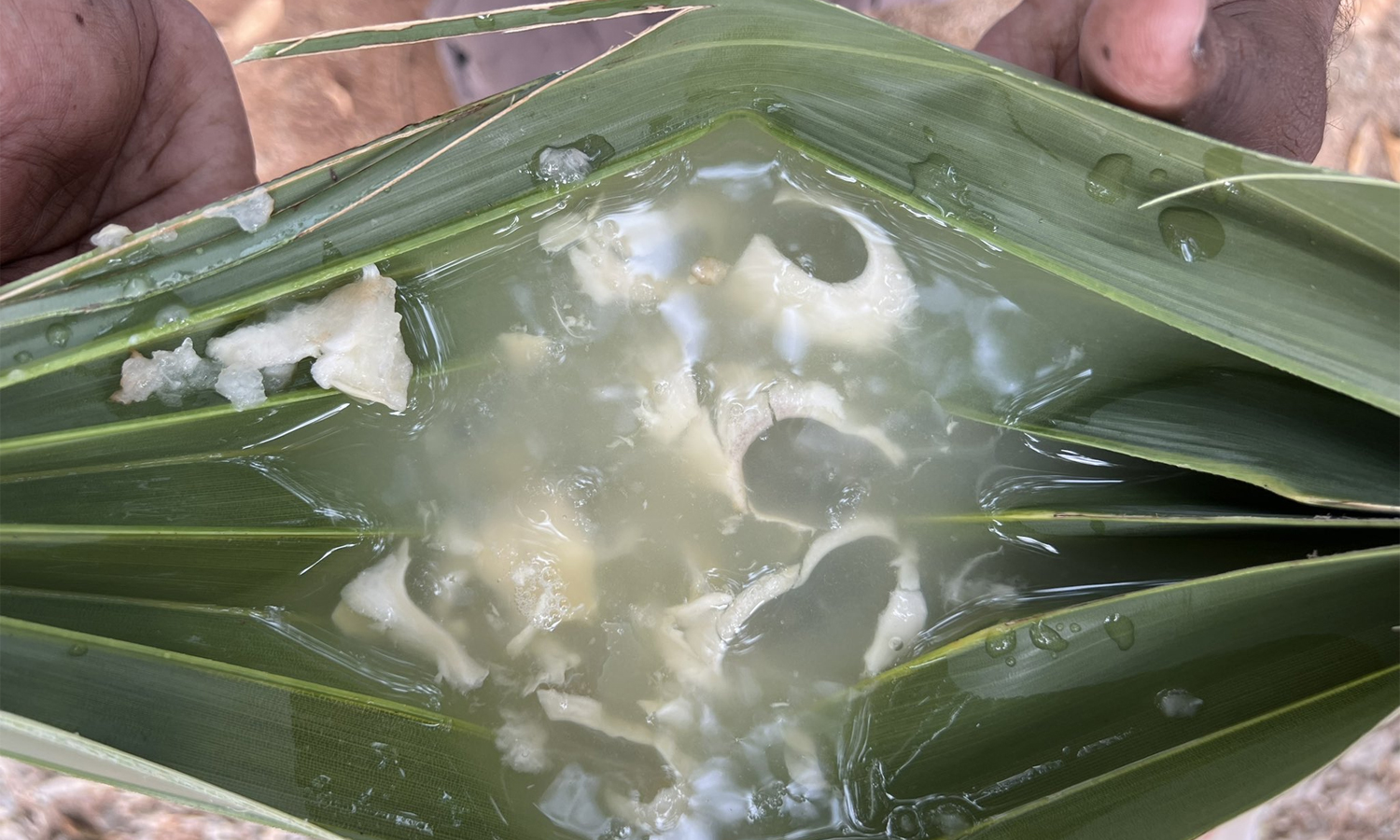 பதநீர் பருகுவதால் கிடைக்கும் ஏராளமான நன்மைகள்..!