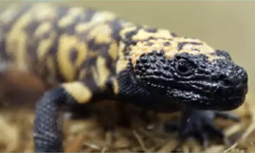 அமெரிக்கா: 2 அடி நீள வளர்ப்பு பல்லி கடித்ததில் உயிரிழந்த நபர் அமெரிக்கா: 2 அடி நீள வளர்ப்பு பல்லி கடித்ததில் உயிரிழந்த நபர்