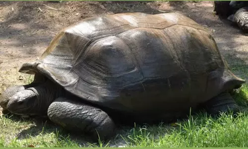 பிரபல சாணக்யா ஆமை 125வது வயதில் உயிரிழப்பு பிரபல சாணக்யா ஆமை 125வது வயதில் உயிரிழப்பு