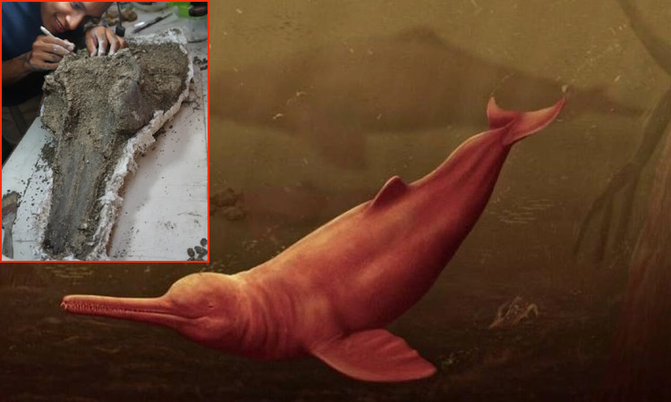 அமேசான் மழைக்காட்டில் மிகப்பெரிய பழங்கால டால்பின் மண்டை ஓடு கண்டுபிடிப்பு