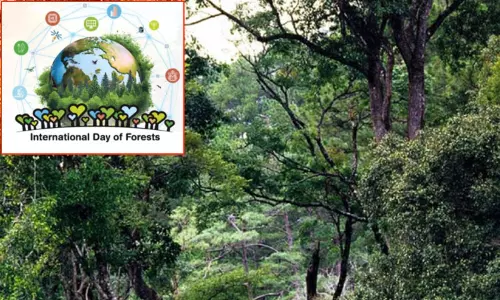 இன்று சர்வதேச வன தினம்.. காடழிப்புக்கு எதிராக குரல் கொடுப்போம்! இன்று சர்வதேச வன தினம்.. காடழிப்புக்கு எதிராக குரல் கொடுப்போம்!