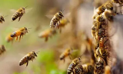 மத்திய பிரதேசம்: தேனீக்கள் கொட்டியதால் ஒருவர் உயிரிழப்பு - 4 பேர் மருத்துவமனையில் அனுமதி