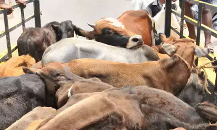 பசு கடத்தல் விவகாரம்.. ராஜஸ்தானில் வாகனத்தை வழிமறித்து 4 பேரை அடித்து உதைத்த மக்கள்