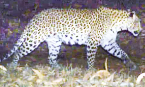 அலிபிரி நடைபாதையில் மீண்டும் சிறுத்தை நடமாட்டம் - பக்தர்கள் அச்சம்