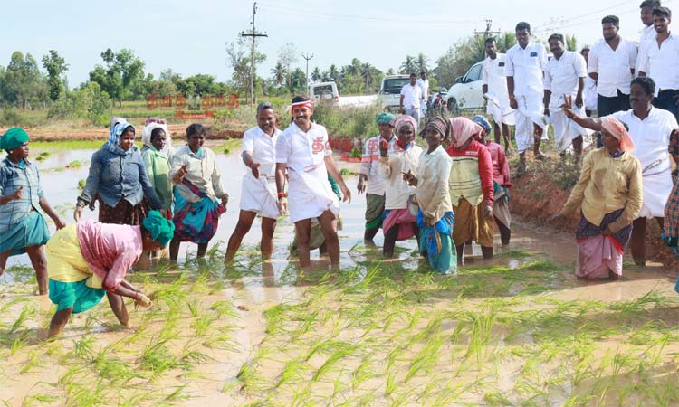 வயலில் நாற்று நட்டு வாக்கு சேகரிப்பில் ஈடுபட்ட அ.தி.மு.க. வேட்பாளர்