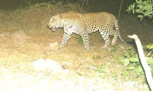 காஞ்சிவாய் கிராமத்தில் முகாமிட்ட சிறுத்தை: பிடிக்கும் பணியில் வனத்துறையினர் தீவிரம்